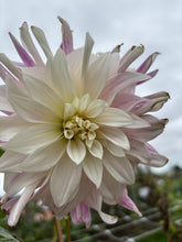 Load image into Gallery viewer, Dahlia 'Bristol Stripe' giant flowered - 2, 3 or 5 tubers - Free delivery within the UK