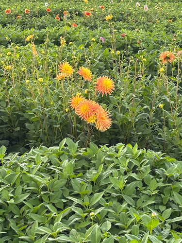 Mixed colours of cactus flowered Dahlia - 3 or 5 tubers - Free delivery within the UK