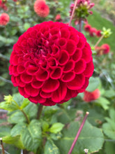 Load image into Gallery viewer, Dahlia pink &#39;Cornel&#39; ball flowered - 1, 2 or 3 tubers - Free delivery within the UK