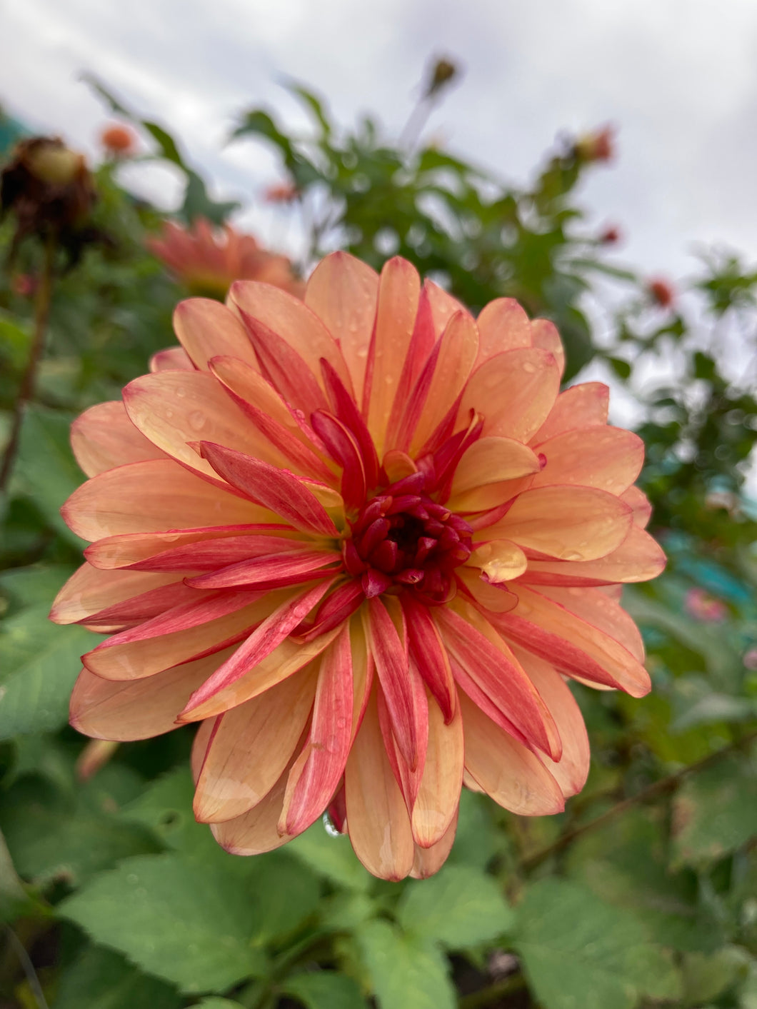 Dahlia 'Crazy Legs' decorative small flowered - 3 tubers - Free delivery within the UK