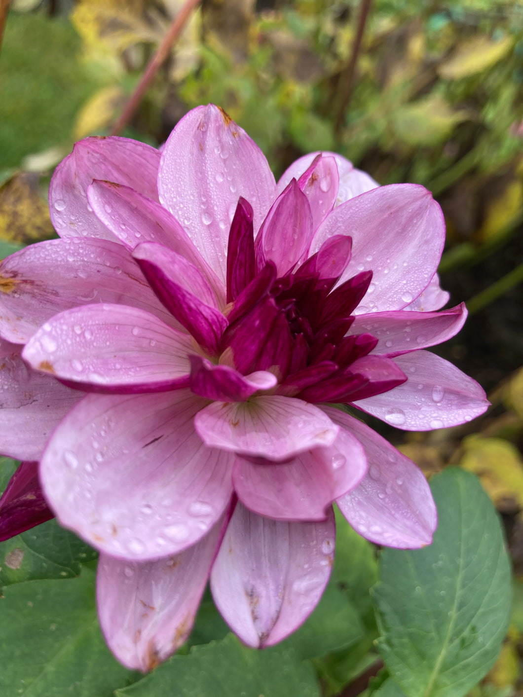 Dahlia 'Crème de Cassis' decorative small flowered - 3 tubers - Free delivery within the UK