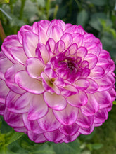 Load image into Gallery viewer, Dahlia &#39;Dreaming Maid&#39; ball flowered - 1, 2 or 3 tubers - Free delivery within the UK