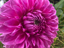 Load image into Gallery viewer, Dahlia &#39;Elma Elisabeth&#39; decorative large flowered - 3 tubers - Free delivery within the UK