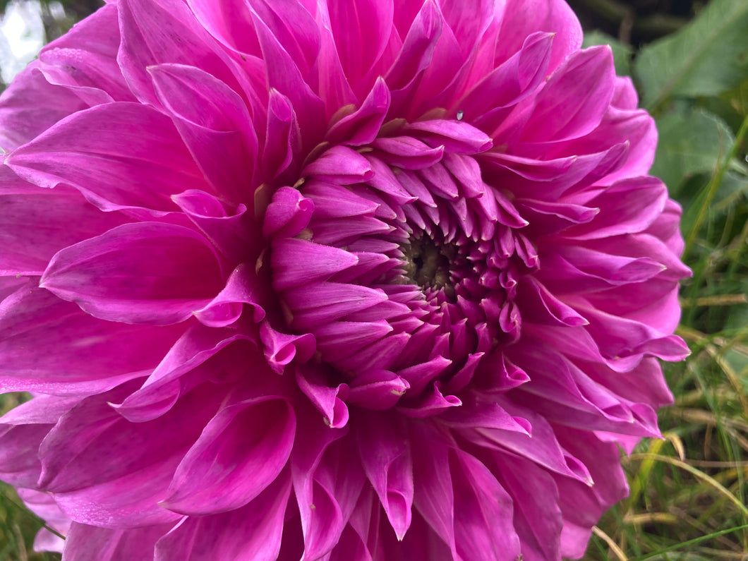 Dahlia 'Elma Elisabeth' decorative large flowered - 3 tubers - Free delivery within the UK