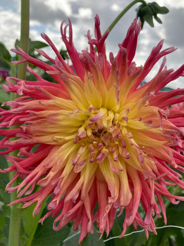Dahlia pink and yellow 'Fringed Star' semi-cactus flowered - 2, 3 or 5 tubers - Free delivery within the UK