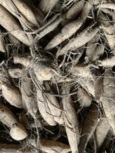 Load image into Gallery viewer, Dahlia &#39;Mick&#39;s Peppermint&#39; cactus flowered - 2, 3 or 5 tubers - Free delivery within the UK