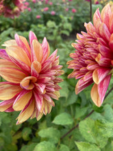 Load image into Gallery viewer, Dahlia &#39;Gitt&#39;s Crazy&#39; decorative flowered - 3 tubers - Free delivery within the UK