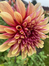 Load image into Gallery viewer, Dahlia &#39;Gitt&#39;s Crazy&#39; decorative flowered - 3 tubers - Free delivery within the UK