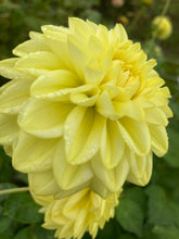 Load image into Gallery viewer, Dahlia &#39;Golden Eye&#39; ball flowered - 3 tubers - Free delivery within the UK