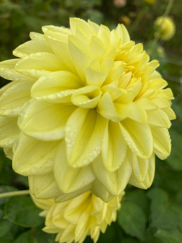 Dahlia 'Golden Eye' ball flowered - 3 tubers - Free delivery within the UK