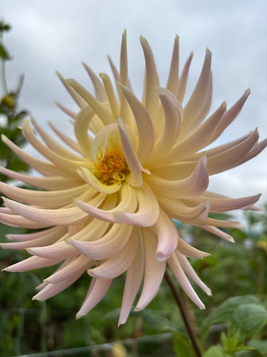 Dahlia 'Henriette' cactus flowered - 1, 2, 3 or 5 tubers - Free delivery within the UK