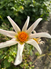 Load image into Gallery viewer, Dahlia &#39;Honka Fragile&#39; orchid flowered - 2, 3 or 5 tubers - Free delivery within the UK