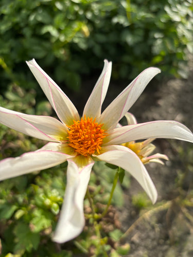 Dahlia 'Honka Fragile' orchid flowered - 2, 3 or 5 tubers - Free delivery within the UK