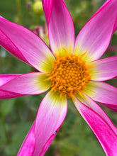 Load image into Gallery viewer, Dahlia  &#39;Honka Pink&#39; orchid flowered - 2, 3 or 5 tubers - Free delivery within the UK