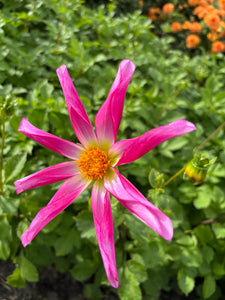 Dahlia  'Honka Pink' orchid flowered - 2, 3 or 5 tubers - Free delivery within the UK