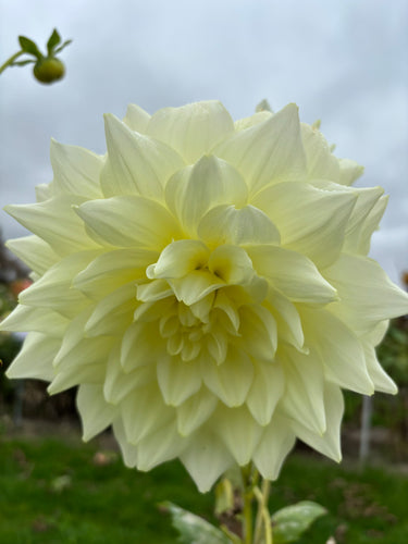 Dahlia  'Ice Breaker' decorative dinnerplate flowered - 2, 3 or 5 tubers - Free delivery within the UK