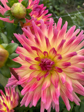 Load image into Gallery viewer, Dahlia 'Karma Sangria' semi-cactus flowered - 3 tubers - Free delivery within the UK