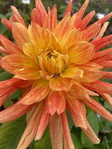 Dahlia orange 'Life Force' giant flowered - 2, 3 or 5 tubers - Free delivery within the UK