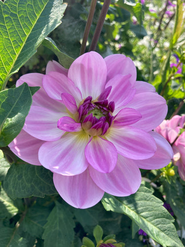 Dahlia white and pink 'Mikayla Miranda' large flowered - 2, 3 or 5 tubers - Free delivery within the UK
