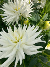 Load image into Gallery viewer, Dahlia &#39;Mount Tacoma&#39; cactus flowered - 2, 3 or 5 tubers - Free delivery within the UK