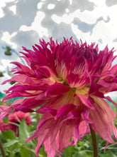 Load image into Gallery viewer, Dahlia &#39;Myrtle&#39;s Folly&#39; cactus flowered - 1, 2, 3 or 5 tubers - Free delivery within the UK