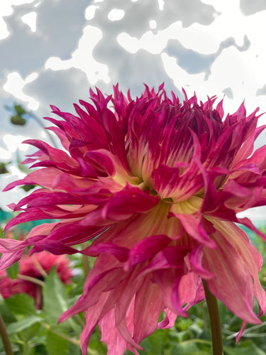 Dahlia 'Myrtle's Folly' cactus flowered - 1, 2, 3 or 5 tubers - Free delivery within the UK
