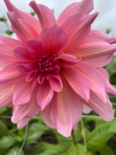 Load image into Gallery viewer, Dahlia &#39;Otto&#39;s Thrill&#39; giant flowered - 2, 3 or 5 tubers - Free delivery within the UK