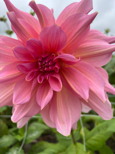 Dahlia 'Otto's Thrill' giant flowered - 2, 3 or 5 tubers - Free delivery within the UK