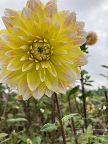 Dahlia 'Peaches and Cream' decorative medium flowered - 3 tubers - Free delivery within the UK