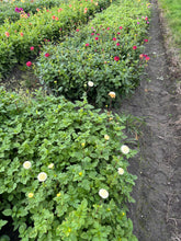 Load image into Gallery viewer, Dahlia mixed varieties of pompon flowered 3, 5 or 10 tubers