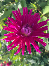 Load image into Gallery viewer, Dahlia &#39;Purple Gem&#39; semi-cactus flowered - 1, 2, 3 or 5 tubers - Free delivery within the UK