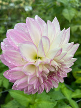 Load image into Gallery viewer, Dahlia &#39;Sefton Silvertop&#39; ball flowered - 3 tubers - Free delivery within the UK