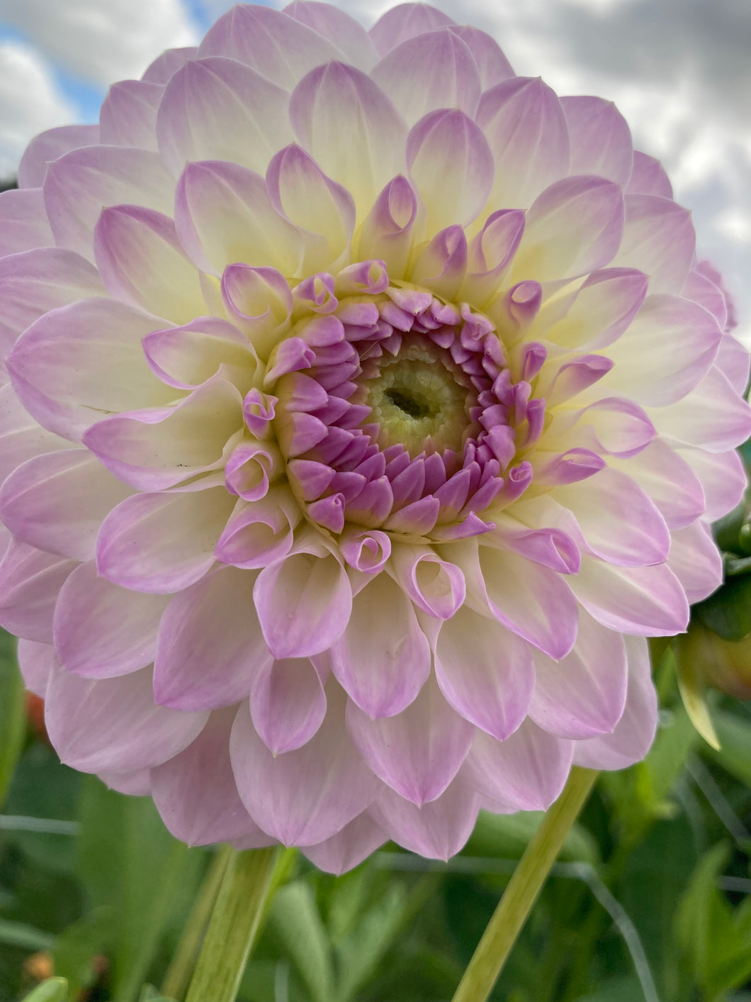 Dahlia 'Smoothy' ball flowered - 3 tubers - Free delivery within the UK