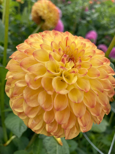 Dahlia 'Sunny Boy' ball flowered - 3 tubers - Free delivery within the UK