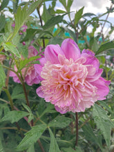 Load image into Gallery viewer, Dahlia &#39;Take Off&#39; anemone flowered - 2, 3 or 5 tubers - Free delivery within the UK