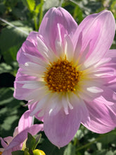 Load image into Gallery viewer, Dahlia 'Teesbrook Audrey' collarette flowered - 2, 3 or 5 tubers - Free delivery within the UK