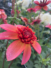 Load image into Gallery viewer, Dahlia &#39;Totally Tangerine&#39; anemone flowered - 2, 3 or 5 tubers - Free delivery within the UK