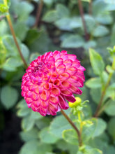 Load image into Gallery viewer, Dahlia &#39;Vino&#39; pompon flowered - 2, 3 or 5 tubers - Free delivery within the UK