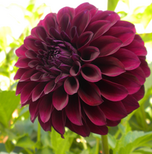 Load image into Gallery viewer, Dahlia &#39;Dark Destiny NEW&#39; decorative small flowered - 3 tubers - Free delivery within the UK