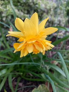 Dwarf Daffodil 'Double Campernelle' 5, 10 or 20 bulbs - Free delivery within the UK