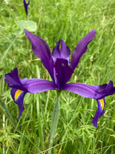 Load image into Gallery viewer, Dutch Iris &#39;Discovery&#39; - 5, 10 or 20 bulbs - Free delivery within the UK