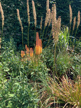 Load image into Gallery viewer, Foxtail Lily Ruiter Hybrid mixed colours (Eremurus) - 3 or 5 root crowns - Free delivery within the UK