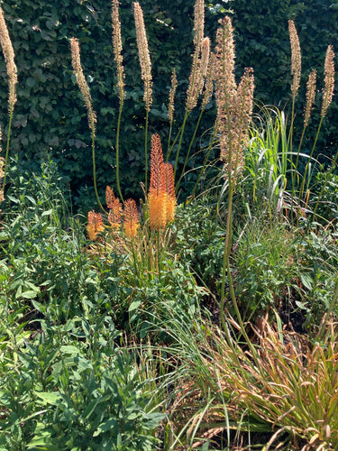 Foxtail Lily Ruiter Hybrid mixed colours (Eremurus) - 3 or 5 root crowns - Free delivery within the UK