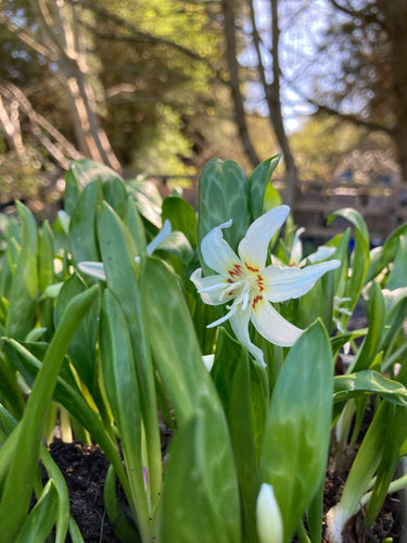 White Dog's Tooth Violet (Erythronium pagoda) 3 or 5 bulbs