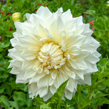 Load image into Gallery viewer, Dahlia &#39;Fleurel&#39; decorative dinnerplate flowered - 3 tubers - Free delivery within the UK