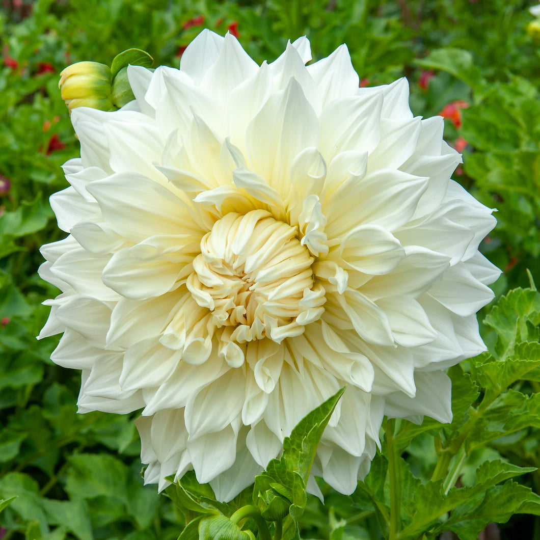 Dahlia 'Fleurel' decorative dinnerplate flowered - 3 tubers - Free delivery within the UK