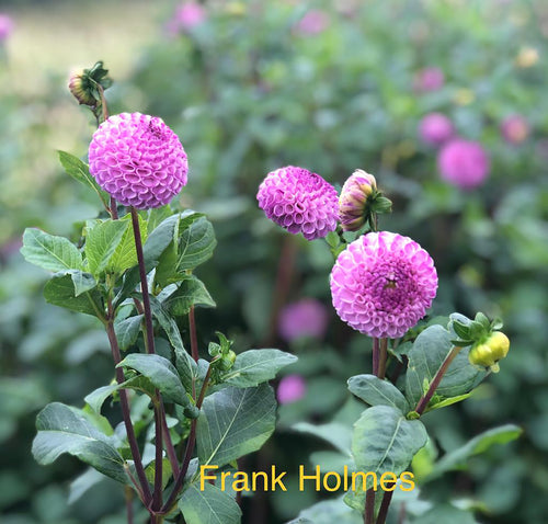 Dahlia 'Frank Holmes' pompom flowered - 3 tubers - Free delivery within the UK