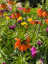 Load image into Gallery viewer, Fritillaria imperialis (Sunset) - 3 bulbs - Ready to Plant