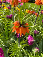Load image into Gallery viewer, Fritillaria imperialis (Sunset) - 3 bulbs - Ready to Plant