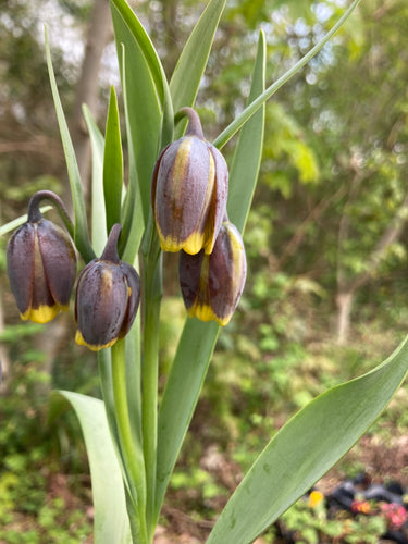 Fox's Grape Fritillary (Fritillaria uva vulpis) - 5, 10, 20 or 50 bulbs - Free delivery within the UK
